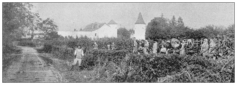 Antique image: Grape Harvest in Burgundy, Clos Bonnefy, Vénière